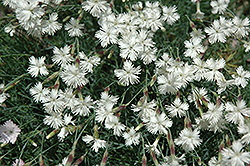 Snow Flurries Pinks (Dianthus arenarius 'Snow Flurries') at Lakeshore Garden Centres