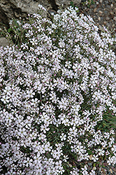 Creeping Baby's Breath (Gypsophila repens) at Lakeshore Garden Centres