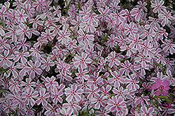 Candy Stripe Moss Phlox (Phlox subulata 'Candy Stripe') at Golden Acre Home & Garden