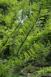Baldcypress (Taxodium distichum) at Lakeshore Garden Centres