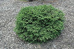 Beissner's Black Spruce (Picea mariana 'Beissneri') at Lakeshore Garden Centres