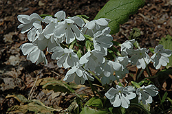 Snowflakes Primrose (Primula 'Snowflakes') at Lakeshore Garden Centres