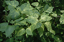 Dappled Dawn Lilac (Syringa vulgaris 'Dappled Dawn') at Lakeshore Garden Centres