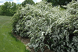 Vanhoutte Spirea (Spiraea x vanhouttei) at Peter Knippel Garden Centre