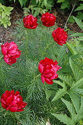 Double Fernleaf Peony (Paeonia tenuifolia 'Flore Plena') at Lakeshore Garden Centres