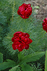 Double Fernleaf Peony (Paeonia tenuifolia 'Rubra Plena') at Lakeshore Garden Centres
