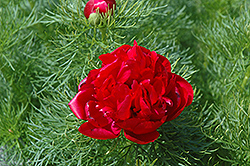 Double Fernleaf Peony (Paeonia tenuifolia 'Flore Plena') at Lakeshore Garden Centres