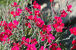 Brilliant Maiden Pinks (Dianthus deltoides 'Brilliant') at Lakeshore Garden Centres
