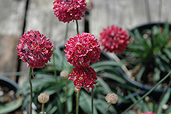 Joystick Red Sea Thrift (Armeria pseudarmeria 'Joystick Red') at Lakeshore Garden Centres