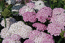 Apple Blossom Yarrow (Achillea millefolium 'Apple Blossom') at Lakeshore Garden Centres