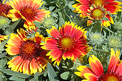 Arizona Sun Blanket Flower (Gaillardia x grandiflora 'Arizona Sun') at Peter Knippel Garden Centre