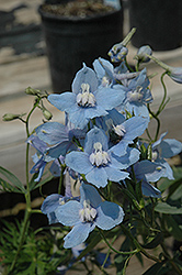 Connecticut Yankees Larkspur (Delphinium 'Connecticut Yankees') at Lakeshore Garden Centres