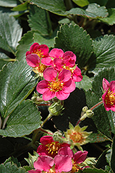 Shades Of Pink Strawberry (Fragaria 'Shades Of Pink') at Lakeshore Garden Centres