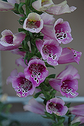 Foxy Rose Foxglove (Digitalis purpurea 'Foxy Rose') at Lakeshore Garden Centres