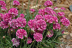 Red Sea Thrift (Armeria maritima 'Rubra') at Lakeshore Garden Centres