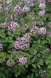 Prince Charming Lilac (Syringa 'Prince Charming') at Lakeshore Garden Centres