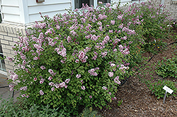 Prince Charming Lilac (Syringa 'Prince Charming') at Lakeshore Garden Centres