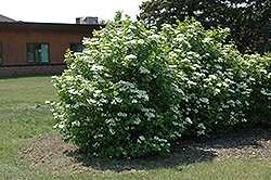 Highbush Cranberry (Viburnum trilobum) at Peter Knippel Garden Centre