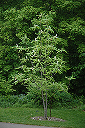 Umbrella Magnolia (Magnolia tripetala) at Lakeshore Garden Centres