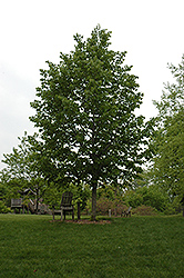 Frontyard Linden (Tilia americana 'Frontyard') at Lakeshore Garden Centres