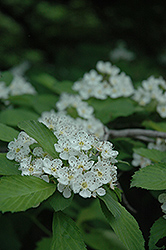Dotted Hawthorn (Crataegus punctata) at Lakeshore Garden Centres