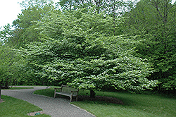 Dotted Hawthorn (Crataegus punctata) at Lakeshore Garden Centres