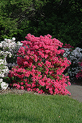 Rosy Lights Azalea (Rhododendron 'Rosy Lights') at Peter Knippel Garden Centre