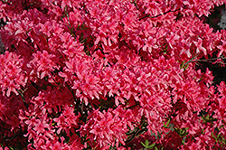 Rosy Lights Azalea (Rhododendron 'Rosy Lights') at Peter Knippel Garden Centre