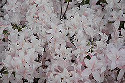 White Lights Azalea (Rhododendron 'White Lights') at The Mustard Seed
