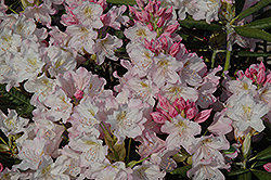 Ken Janeck Rhododendron (Rhododendron 'Ken Janeck') at Lakeshore Garden Centres