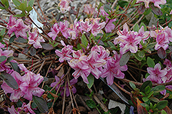 Compact Korean Azalea (Rhododendron yedoense 'Poukhanense Compacta') at Lakeshore Garden Centres