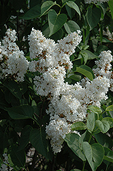 Fiala Remembrance Lilac (Syringa vulgaris 'Fiala Remembrance') at Mainescape Nursery