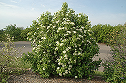 Nannyberry (Viburnum lentago) at A Very Successful Garden Center