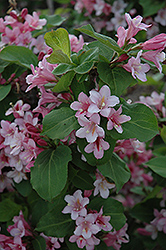 Pink Delight Weigela (Weigela florida 'Pink Delight') at Lakeshore Garden Centres