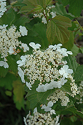 Wentworth Highbush Cranberry (Viburnum trilobum 'Wentworth') at Lakeshore Garden Centres