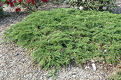 Northern Pride Russian Cypress (Microbiota decussata 'Northern Pride') at Lakeshore Garden Centres
