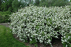 Mongolian Deutzia (Deutzia parviflora) at Lakeshore Garden Centres