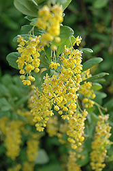 Korean Barberry (Berberis koreana) at Lakeshore Garden Centres