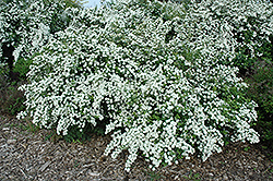 Meyeri Nana Spirea (Spiraea x vanhouttei 'Meyeri Nana') at Lakeshore Garden Centres