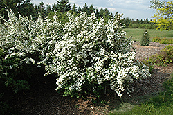 Swan Lake Spirea (Spiraea trilobata 'Swan Lake') at Lakeshore Garden Centres