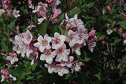 Samba Weigela (Weigela florida 'Samba') at Lakeshore Garden Centres