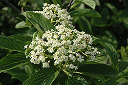 Ironclad Viburnum (Viburnum sieboldii 'KLMfour') at Lakeshore Garden Centres