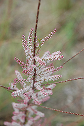 French Tamarisk (Tamarix gallica) at Lakeshore Garden Centres