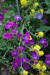 Whitewell Gem Rock Cress (Aubrieta deltoidea 'Whitewell Gem') at Lakeshore Garden Centres