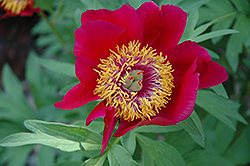 Mermaid Gem Peony (Paeonia 'Mermaid Gem') at Lakeshore Garden Centres