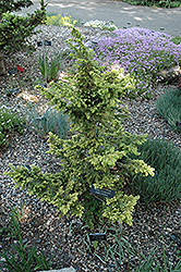 Dwarf Golden Hemlock (Tsuga canadensis 'Aurea Compacta') at A Very Successful Garden Center