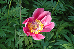 Thumbelina Peony (Paeonia 'Thumbelina') at Lakeshore Garden Centres