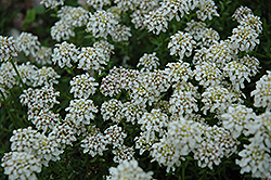 Dwarf Candytuft (Iberis sayana) at Lakeshore Garden Centres