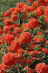 Mandarin Lights Azalea (Rhododendron 'Mandarin Lights') at Green Thumb Garden Centre