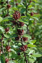 Common Sweetshrub (Calycanthus floridus) at Peter Knippel Garden Centre